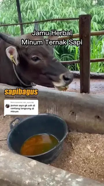 Jamu-Herbal-Minum-Ternak-Sapi